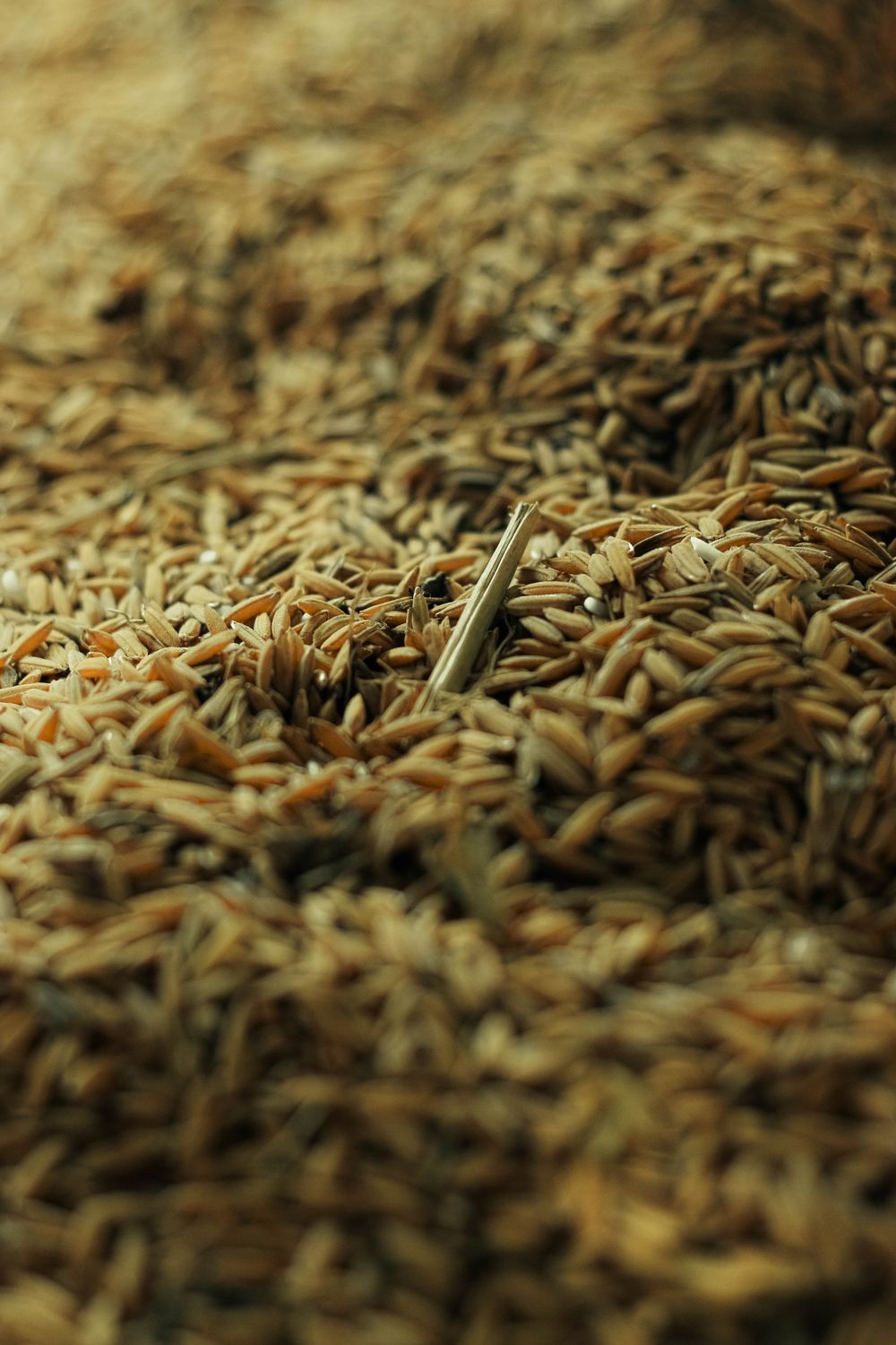Harvested grain, a foundation of animal feed