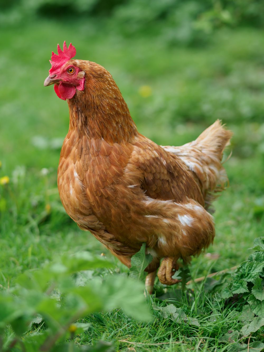 Free-range poultry